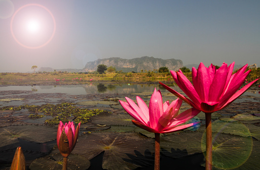 Beautiful Pink waterlilly in the pond