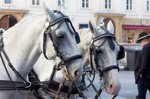 Beautiful Horses pulling carriage at Stephansplatz in Vienna, Austria