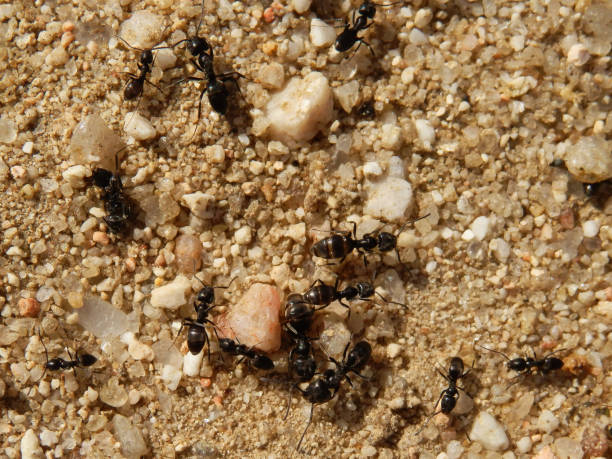 istock ants, insects, animals, macro, sand, fauna, light, pebbles, black, close-up, 2086216943