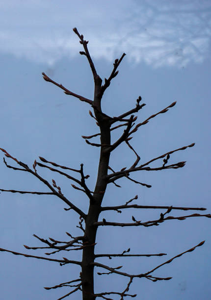 gros plan d’une branche nue - branch dry defocused close up photos et images de collection