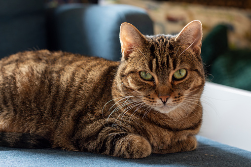 A brown tabby cat with green eyes and black stripes lounges on blue fabric, looking serene and attentive.
