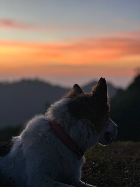 istock a dog sits looking out at a sunset while sitting down 2086229258