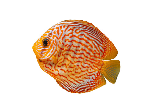 Pompadour small fish isolated on white background. Red Symphysodon discus striped fish cut out icon, side view. Cute aquarium freshwater orange fish cutout design element, profile view