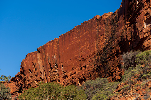 Dead Tree in Karijini National Park, Pilbara, Western Australia, Outback