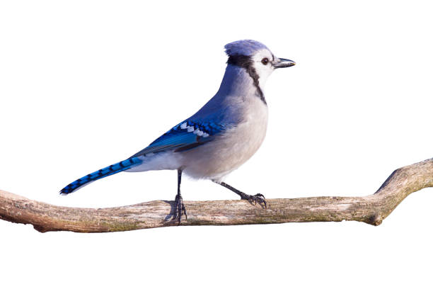 istock Blue Jay Stands Proudly, White Background 2086234276