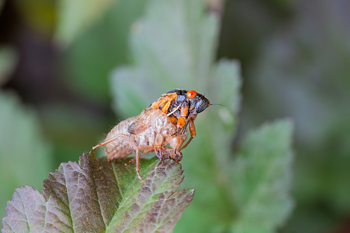 A cicada slowing emerges from its shell while hanging precarious from a leaf.
