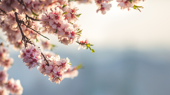 Beautiful almond flowers at sunrise in Budapest, Hungary, background