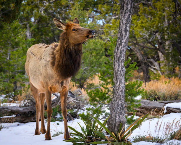 Photograph of Elk at the Grand Canyon