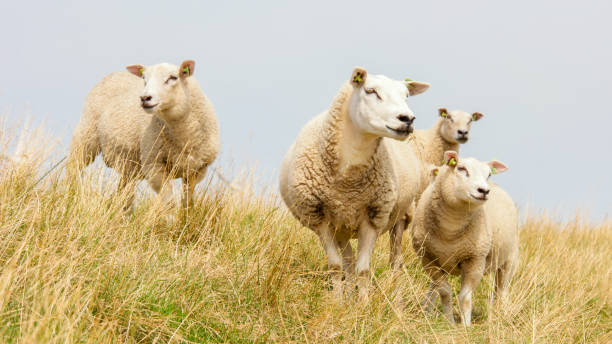 istock Lambs and Sheep on the dutch dike by the lake IJsselmeer,Spring views , Netherlands Sheeps in a meadow on green grass 2086242537