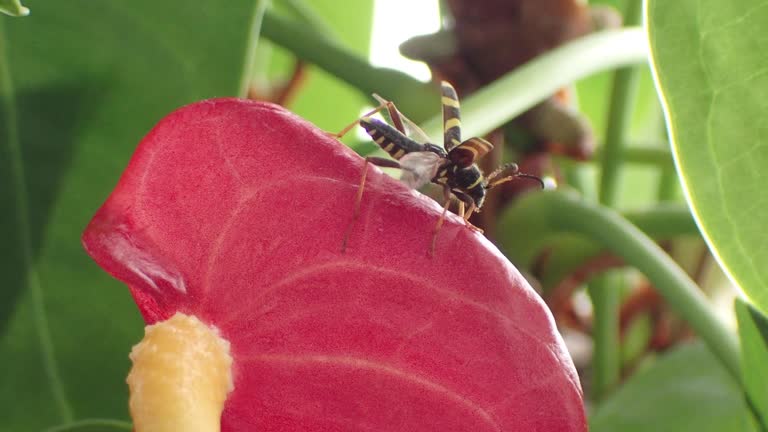 Clytus arietis - Wasp Beetle in close range