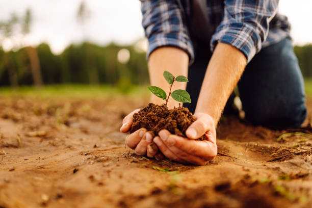 istock Farmer in his hands with a sprout of young wheat. 2086260957