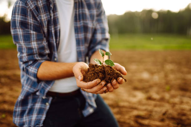 istock Farmer in his hands with a sprout of young wheat. 2086260961