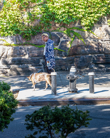 The Bronx, New York, USA – September 21th, 2023: An afro american woman with colorful clothes walks her dog at Arthur Avenue The Bronx. The background is formed by a stone wall over which plants grow. She passes a fire hydrant on the sidewalk.