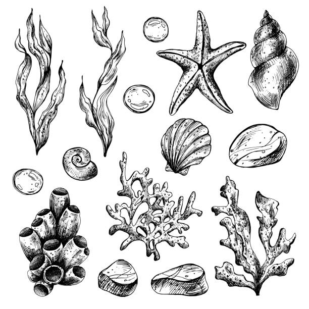 Underwater world clipart with sea animals whale, turtle, octopus, seahorse, starfish, shells, coral and algae. Graphic illustration hand drawn in black ink. Set of isolated objects EPS vector