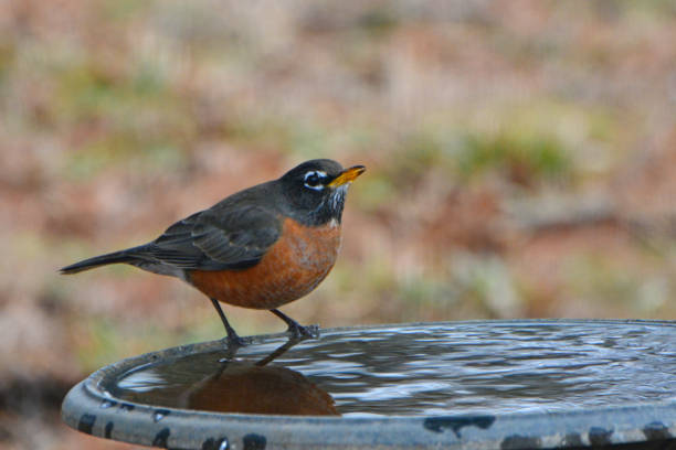 istock Robin in a birdbath- Howard County, Indiana 2086268022
