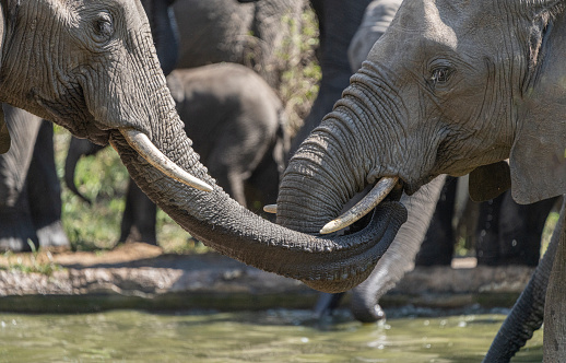 A closeup of two African elephants interaction with their trunks, Greater Kruger.