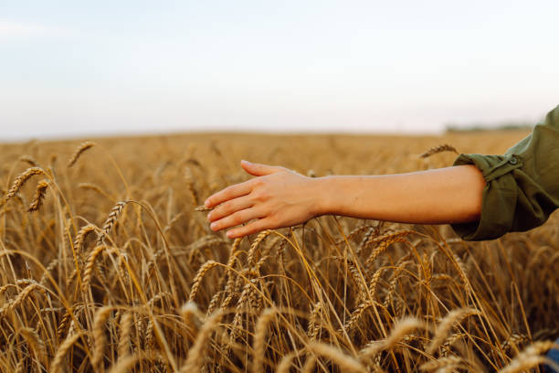 Wheat quality check. Farmer with ears of wheat in a wheat field. Growth nature harvest. Agriculture farm.