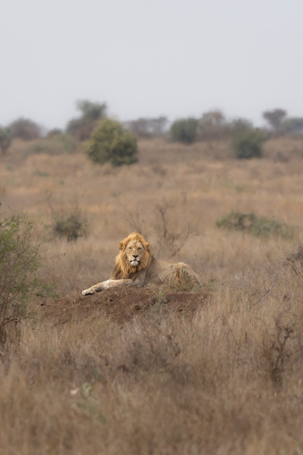 A portrait of a blond-maned African lion lying in the distance on a termite mound within the dry grassland, Kruger National Park.