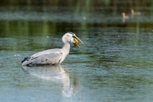 Grey heron swallowing a Crusian carp at Baltic Sea