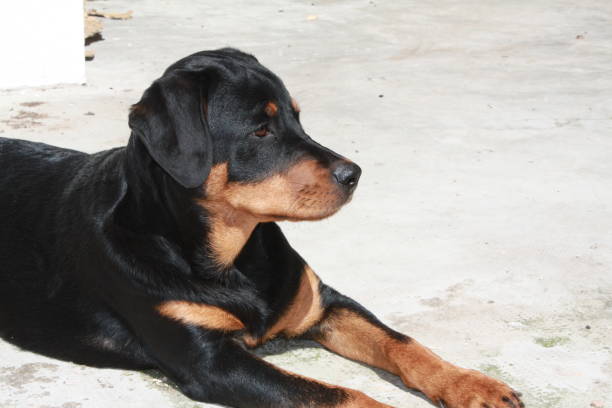 istock Rottweiler dog playing outside 2086355938