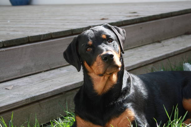 istock Rottweiler dog playing outside 2086356520