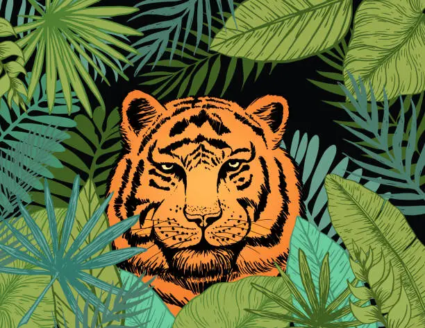 Vector illustration of Jungle Scene With A Looking  Tiger Through The Leaves