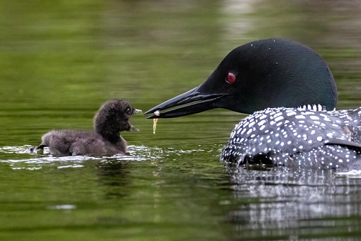This parent common loon tenderly offers a small fish to its newborn baby.