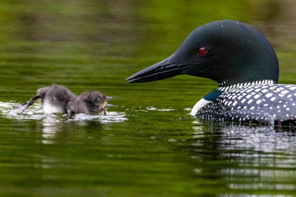 istock An adult loon feeds fish to a young chick 2086369736