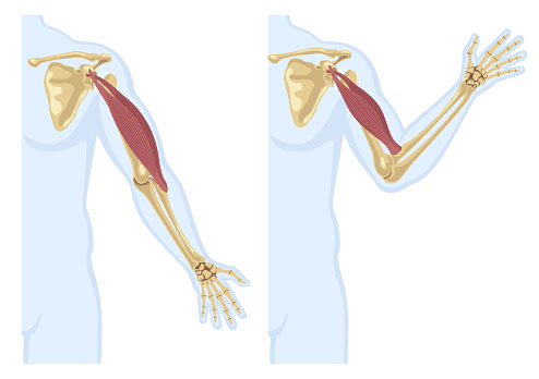 Biceps Arm Muscle with Skeleton. Human Hand Muscle Tension on White Background with Male Silhouette Bones and Joints.