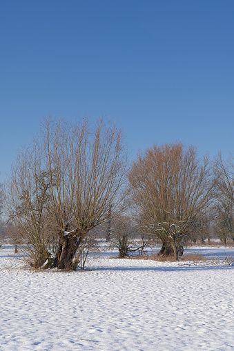 traditional pollard willows resp.Salix on the lower Rhine region,North Rhine Westphalia,Germany