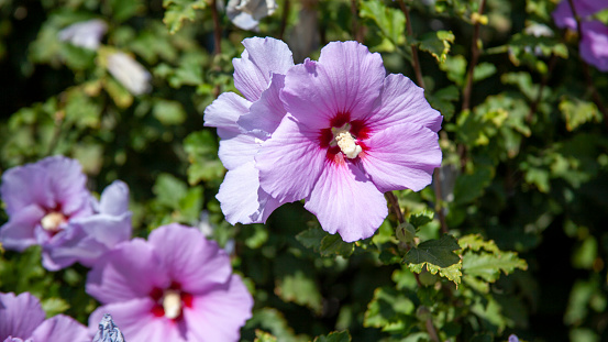 hibiscus in the mallow family