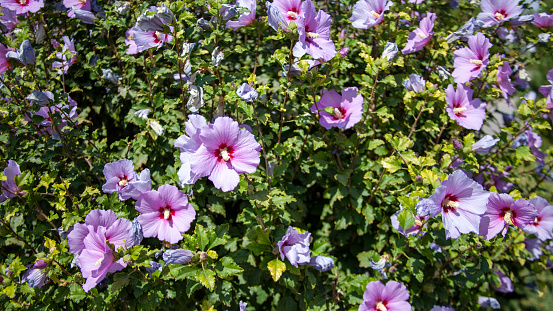 hibiscus syriacus in uzbek village