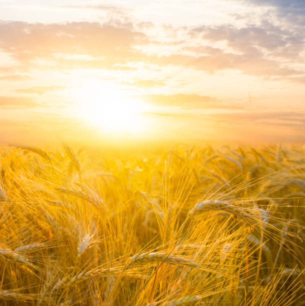 istock ckoseup wheat field at the dramatic sunset, summer agricultural scene 2086417909