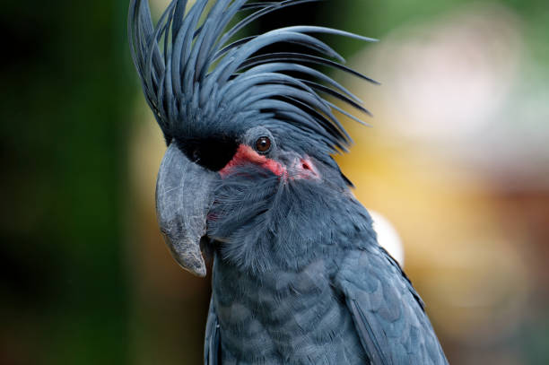 istock A male great black cockatoo (Probosciger aterrimus) 2086431817