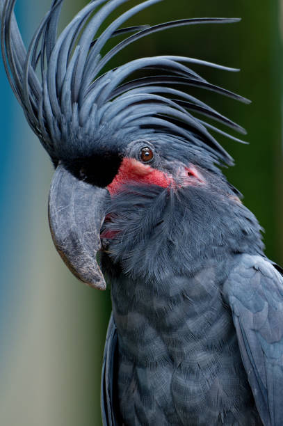 istock A male great black cockatoo (Probosciger aterrimus) 2086431818