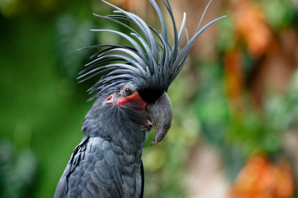 istock A male great black cockatoo (Probosciger aterrimus) 2086436225