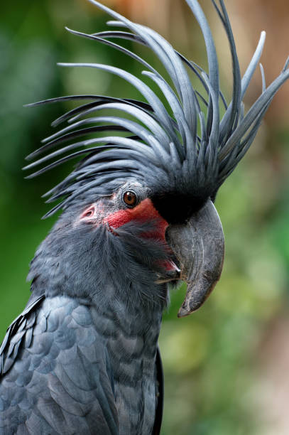 istock A male great black cockatoo (Probosciger aterrimus) 2086437791