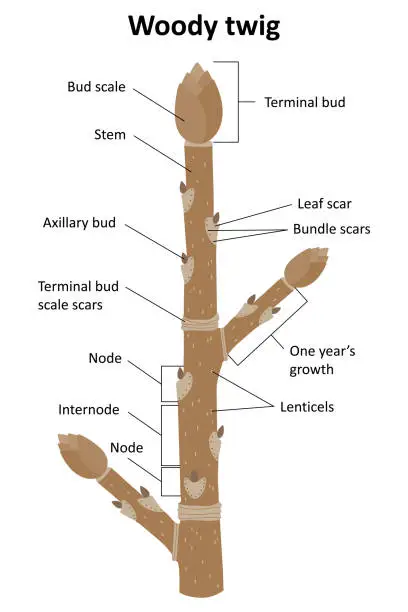 Vector illustration of Woody twig. Diagram.