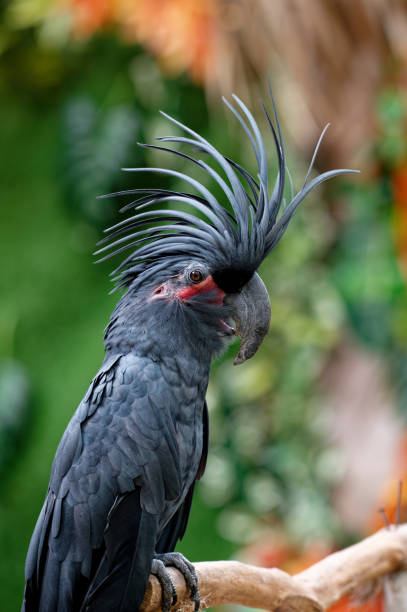 istock A male great black cockatoo (Probosciger aterrimus) 2086446753