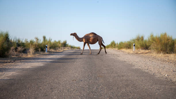istock camel in the middle of road 2086449924