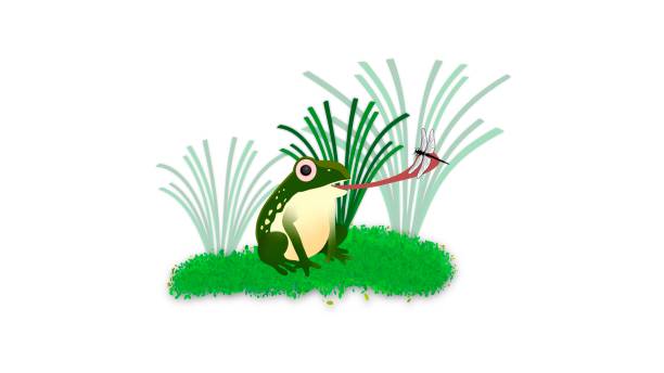 녹색 개구리는 곤충을 먹고, 녹색 파충류 캐릭터의 만화 개구리는 날아 다니는 곤충을 먹습니다. - frog catching fly water stock illustrations