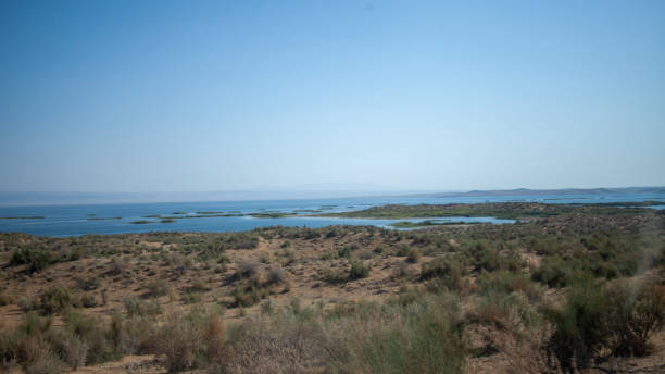 istock dry plants in the desert river 2086452093