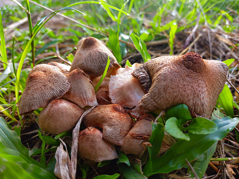 A bunch of mushrooms in the grass