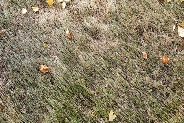 dry lawn grass with fallen leaves. abstract background