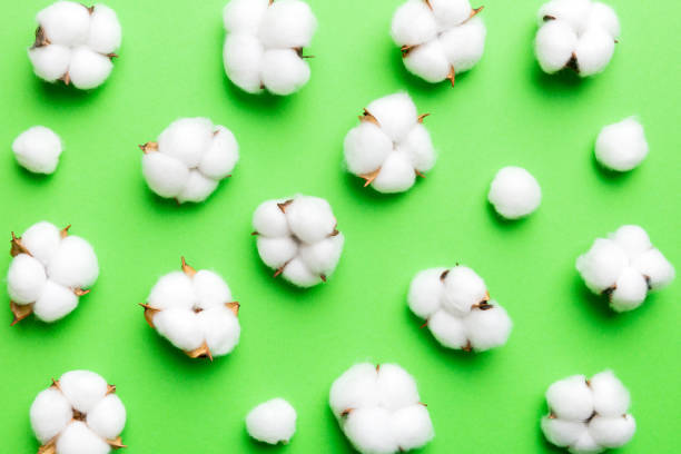 autumn floral flat lay background composition. dried white fluffy cotton flower branchwith green leaf top view on colored table with copy space - leaf branch tree green - fotografias e filmes do acervo