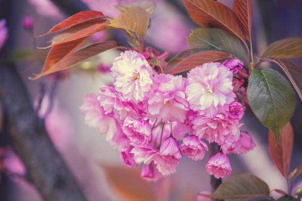 Blooming pink sakura flowers on a branch