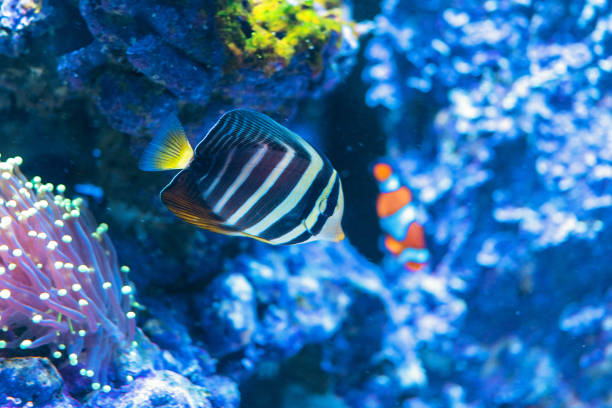 Peacock angelfish swimming in sea aquarium.