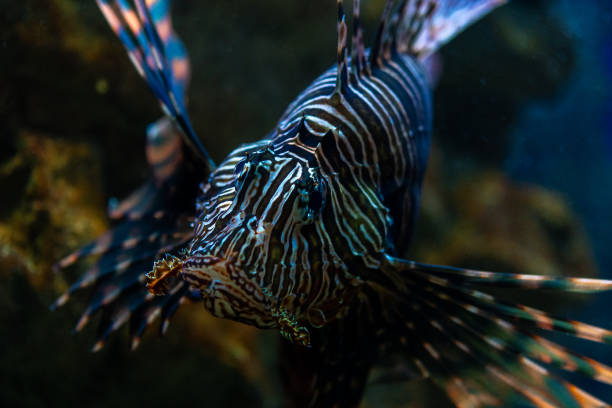 Close-up view of Devil firefish or lion fish swimming in aquarium.