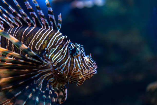 istock Devil firefish or lion fish swimming in aquarium. 2086499342