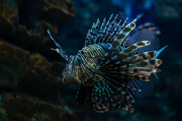 istock Devil firefish or lion fish swimming in aquarium. 2086499360